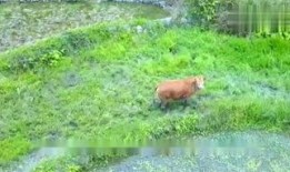 牛交配视频,揭秘动物繁殖的自然奥秘